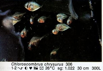 Chloroscombrus chrysurus